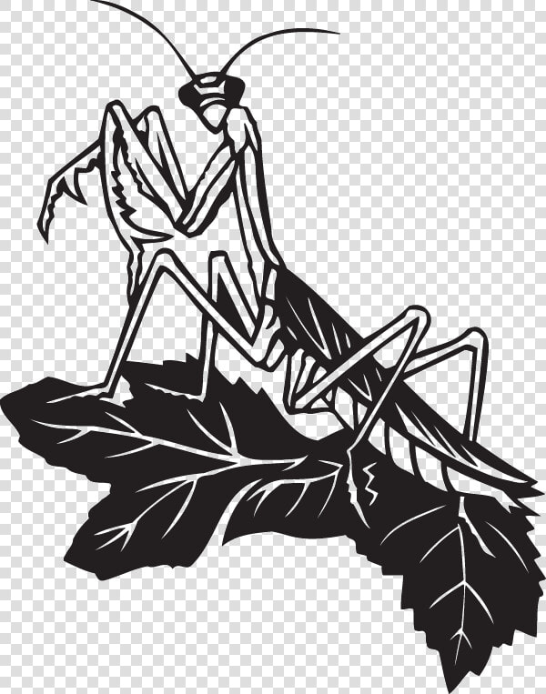 Transparent Praying Mantis Clipart   Praying Mantis Drawing  HD Png DownloadTransparent PNG