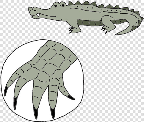 Dream Dictionary Meaning Alligator   American Crocodile  HD Png DownloadTransparent PNG