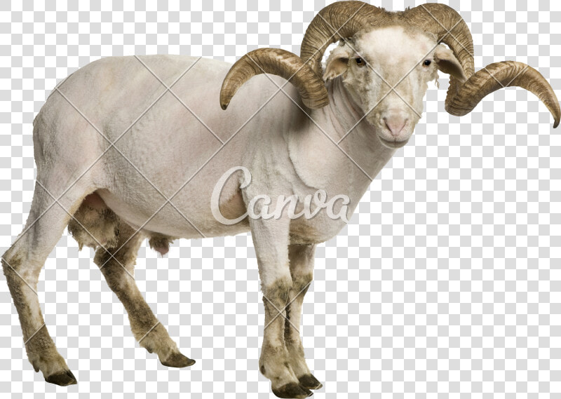 Goat antelope   Transparent Background Ram Animal Png  Png DownloadTransparent PNG