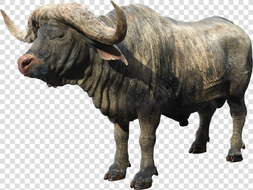 African Buffalo Png Background   Find Out Musk Ox  Transparent PngTransparent PNG