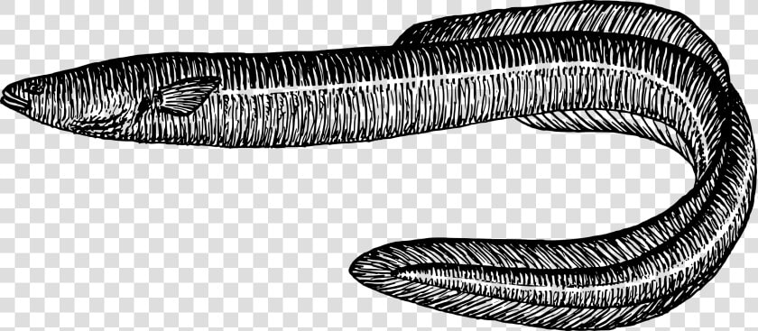 Eel Fish Black And White  HD Png DownloadTransparent PNG