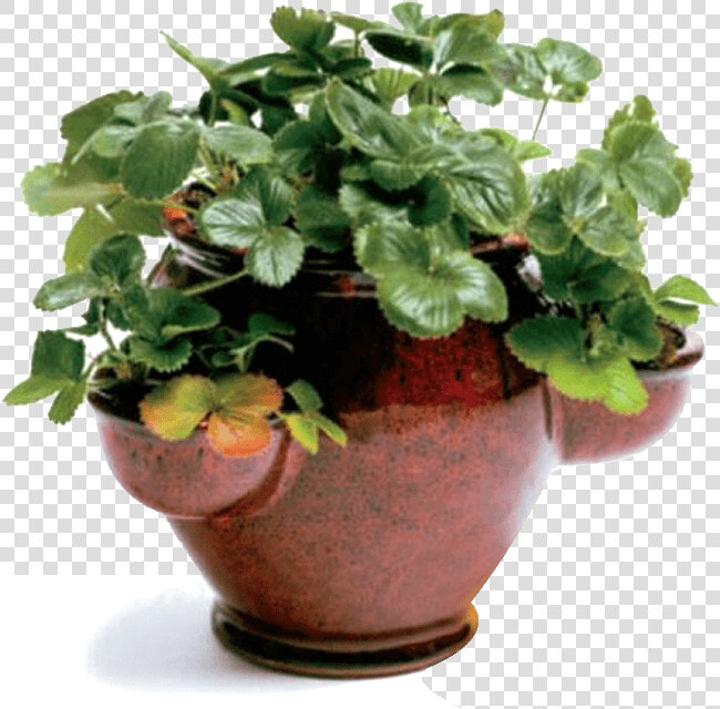 Flowerpot  HD Png DownloadTransparent PNG