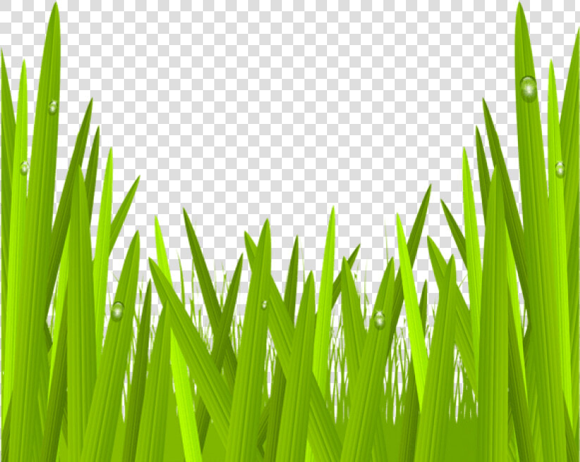 Green Grass Png Clip Art Image Gallery   Clipart Grass Transparent  Png DownloadTransparent PNG