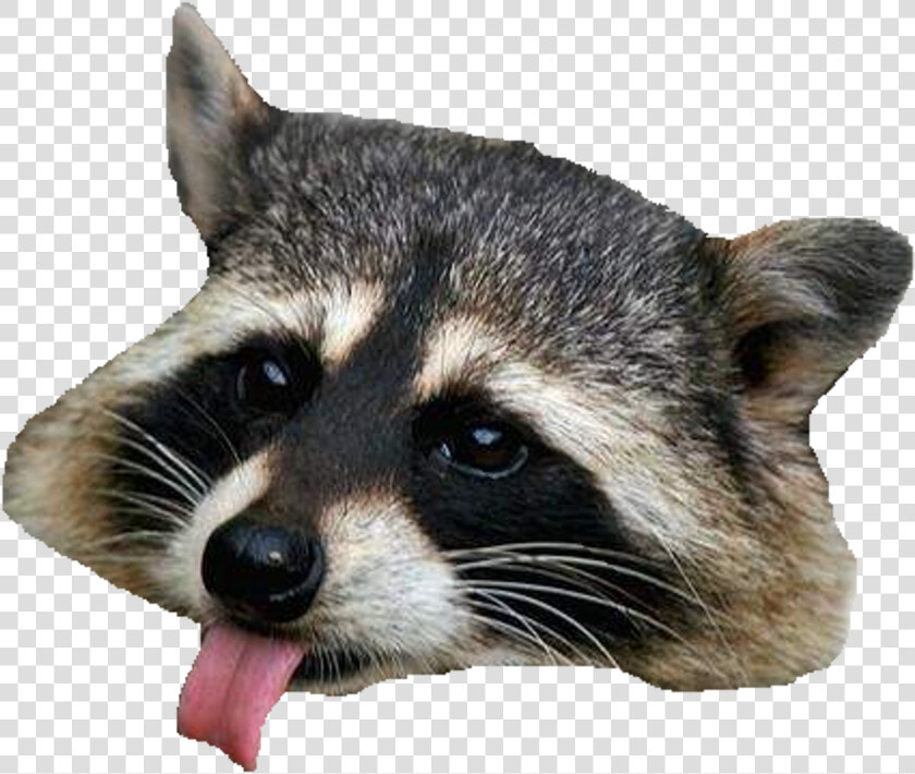 Racoon Png   Transparent PngTransparent PNG