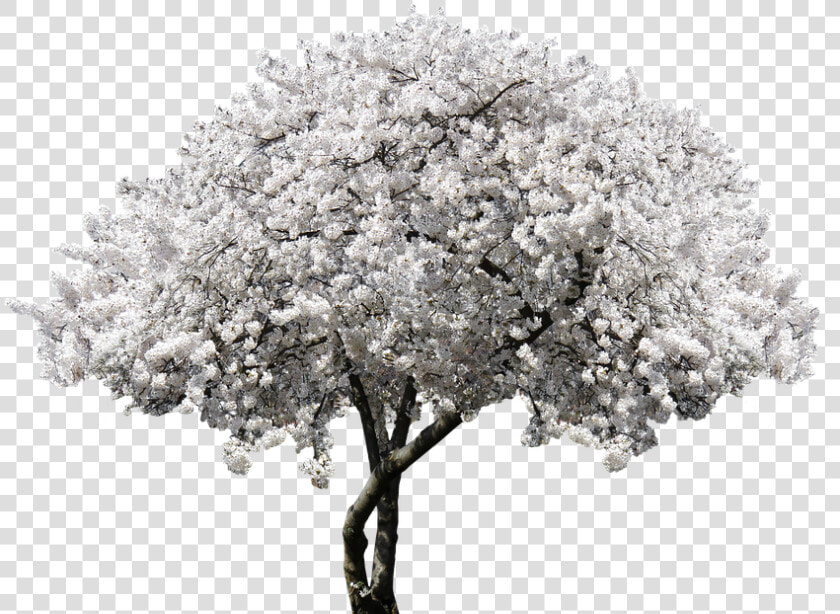 Nature  Tree  Blossom  Bloom  Cherry  Blossom  Spring   White Cherry Blossom Png  Transparent PngTransparent PNG