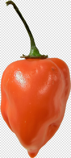 Habanero Pepper  HD Png DownloadTransparent PNG