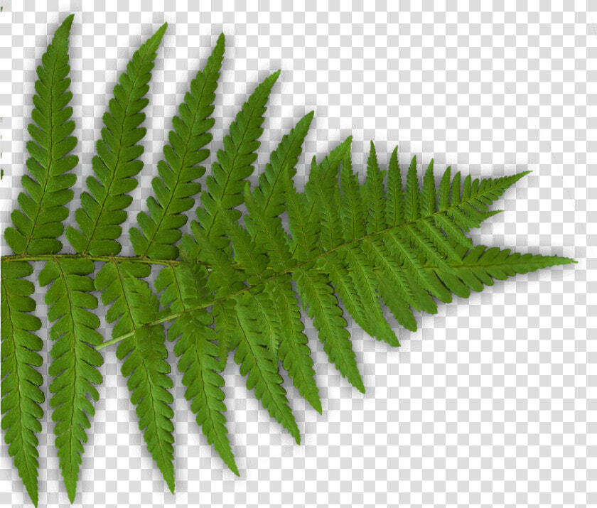 Transparent Fern Png   Fern  Png DownloadTransparent PNG