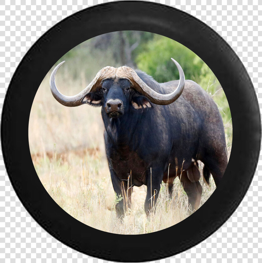 Texas Longhorn Bull Ox Horns Jeep Camper Spare Tire   Wild Animals Buffalo  HD Png DownloadTransparent PNG