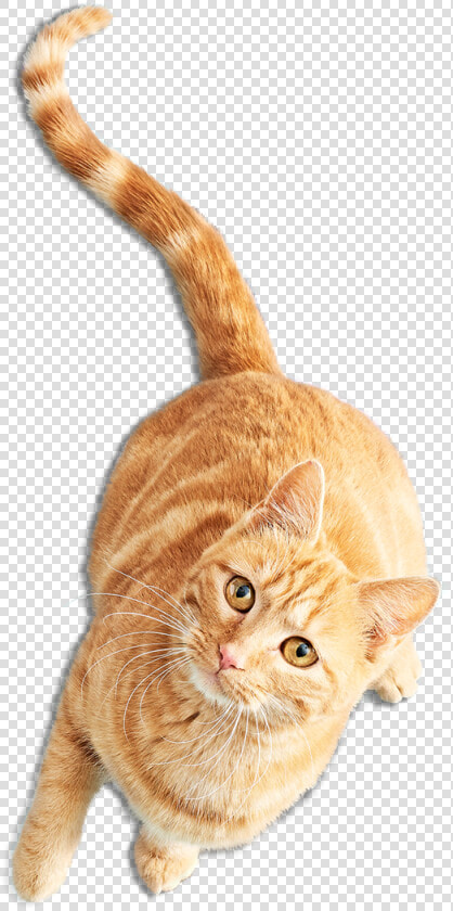 Gata Inicio 600   Imagenes Png De Gatos  Transparent PngTransparent PNG