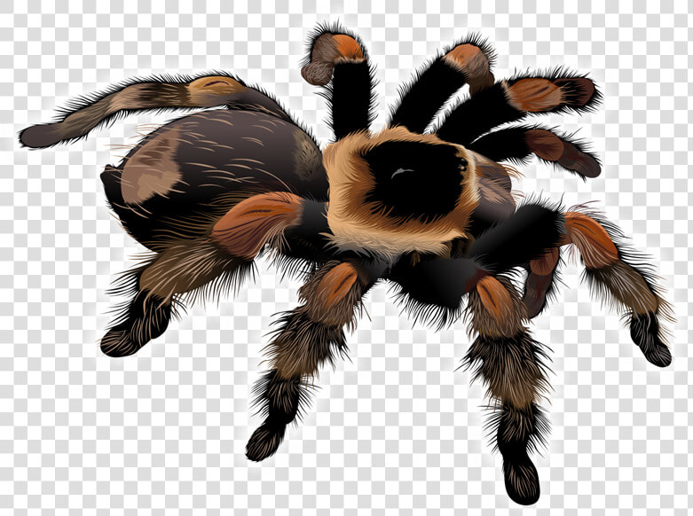 Free Tarantula Clip Art   Tarantula Png  Transparent PngTransparent PNG