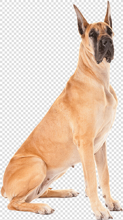 Transparent Doge Face Png   Great Dane Dog Png  Png DownloadTransparent PNG