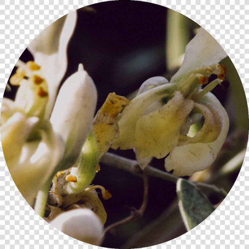 Drumstick Tree   Magnolia   Magnolia  HD Png DownloadTransparent PNG