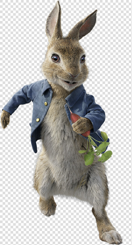 Mammal rabbit rabbits And Hares hare domestic Rabbit wood   Peter Rabbit 2018 Characters  HD Png DownloadTransparent PNG