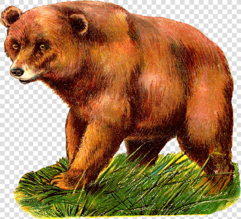 Grizzly Bear Alaska Peninsula Brown Bear Clip Art   Carnivores Animal Clipart  HD Png DownloadTransparent PNG