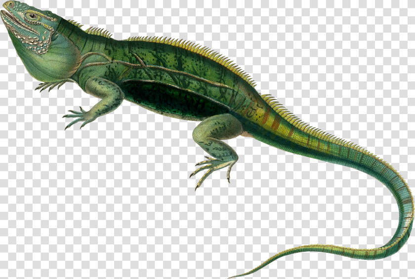 Agamas Lacertids Lizard Reptile Green Iguana   Transparent Iguana  HD Png DownloadTransparent PNG