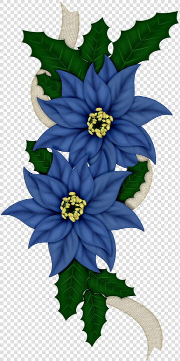 C Orig Kwiaty   Blue And White Poinsettia Flowers  HD Png DownloadTransparent PNG