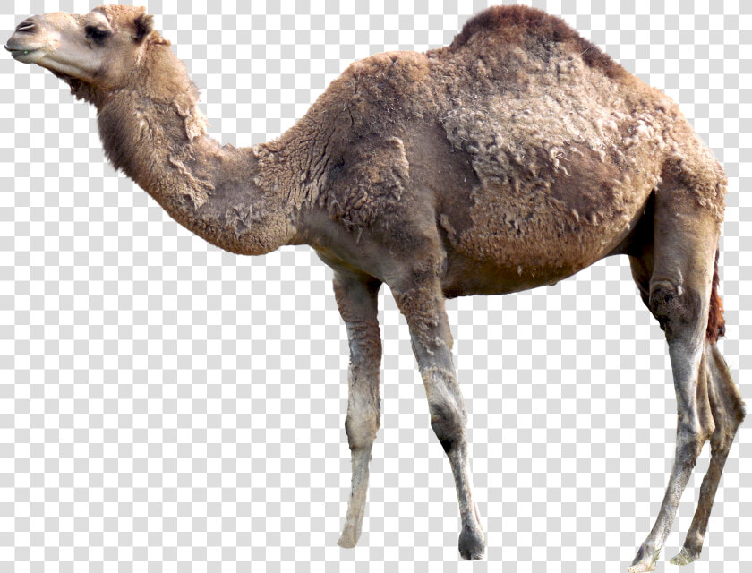 Png Camel Pictures   Camel Png  Transparent PngTransparent PNG