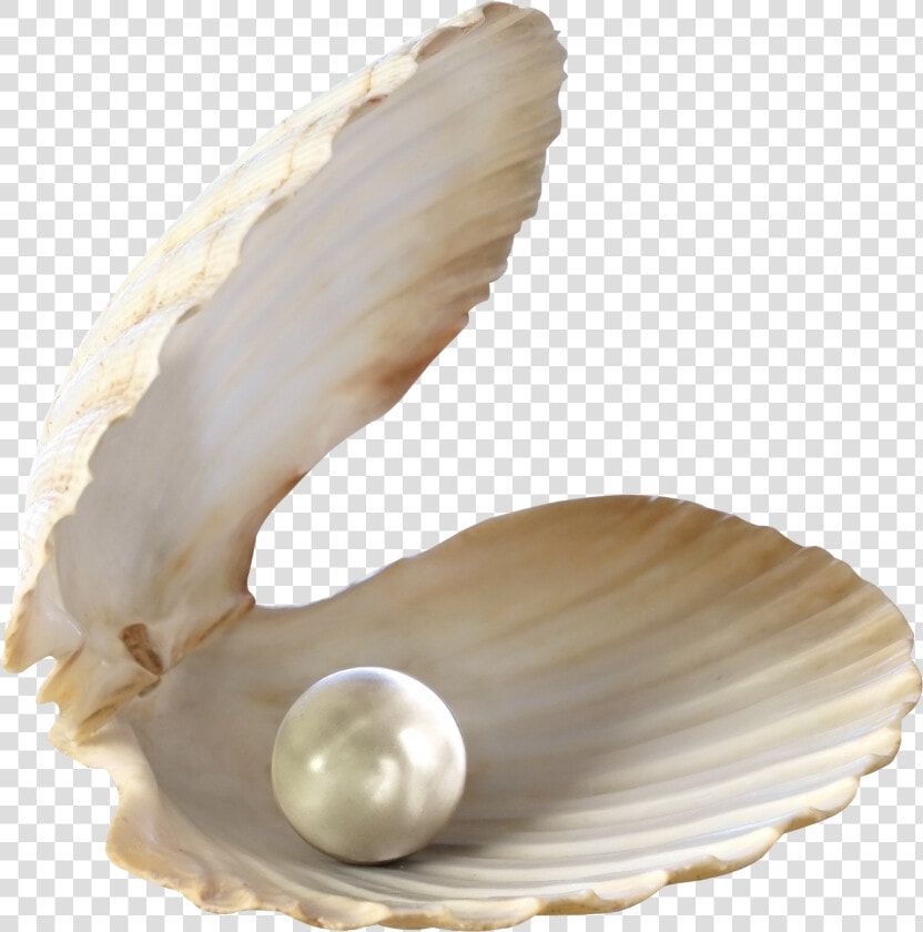 Seashell Desktop Wallpaper Clip Art   Seashell Png  Transparent PngTransparent PNG