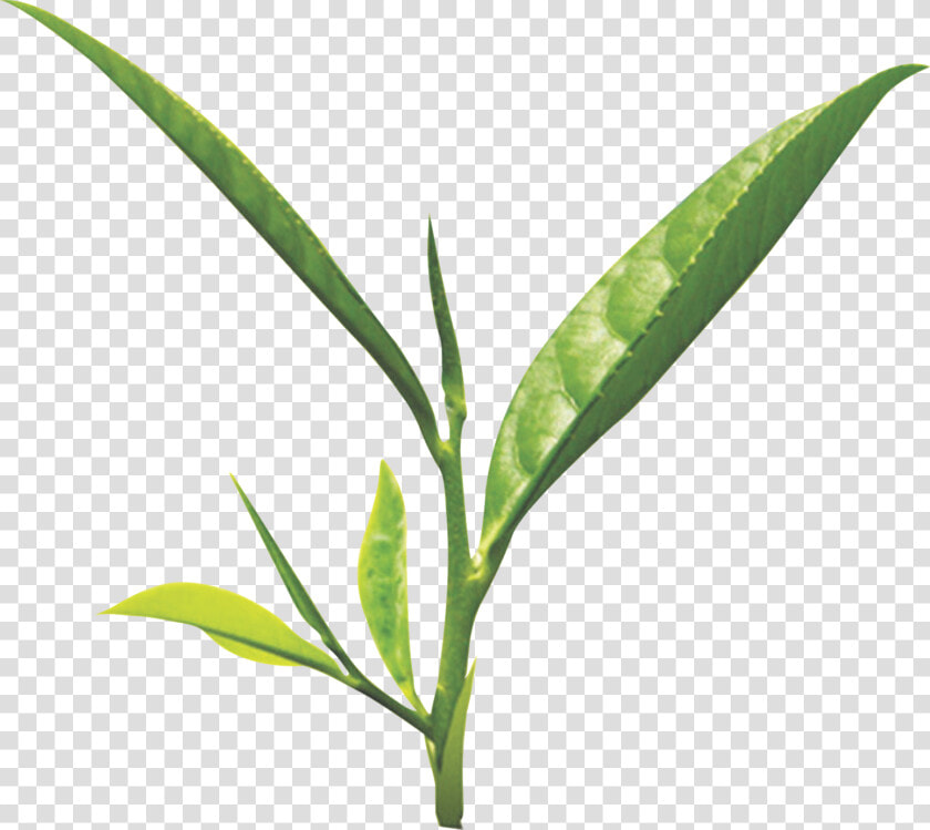 Tea Leaf Png   Green Tea Leaf Png  Transparent PngTransparent PNG