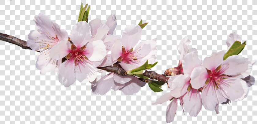 Sakura Pink Flowers Png Free Pic   New Good Morning Images Hd Romantic  Transparent PngTransparent PNG