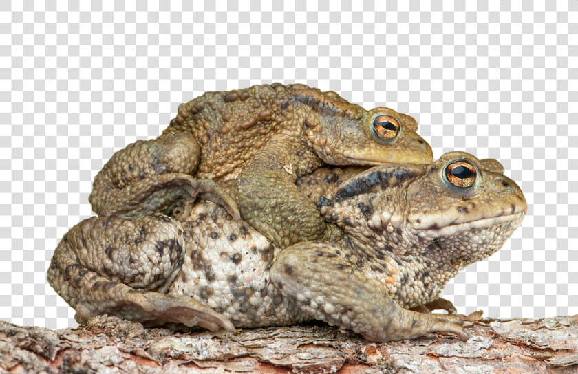 Piggyback  Toad  Frog  Bufonidae  Bufo Amplexus   Cute Toad  HD Png DownloadTransparent PNG