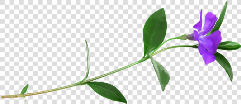 Petal Plant Stem Flower Clip Art   Periwinkle  HD Png DownloadTransparent PNG