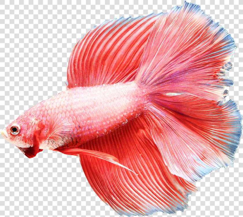 Clip Art Buy Fish Online Save   Betta Fish Transparent Background  HD Png DownloadTransparent PNG