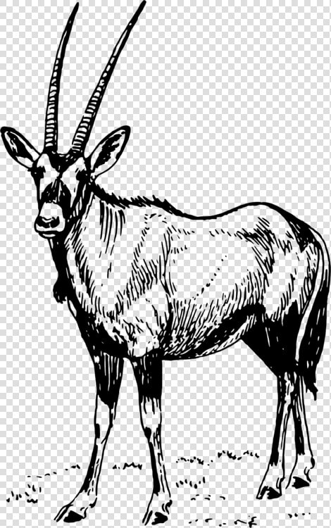 Antelope monochrome Photography deer   Oryx Clipart  HD Png DownloadTransparent PNG