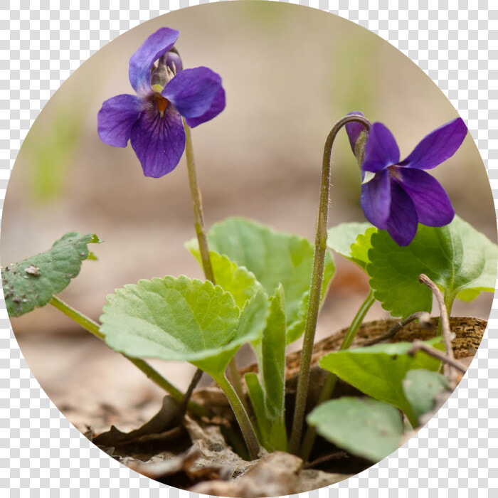 Pansy  HD Png DownloadTransparent PNG