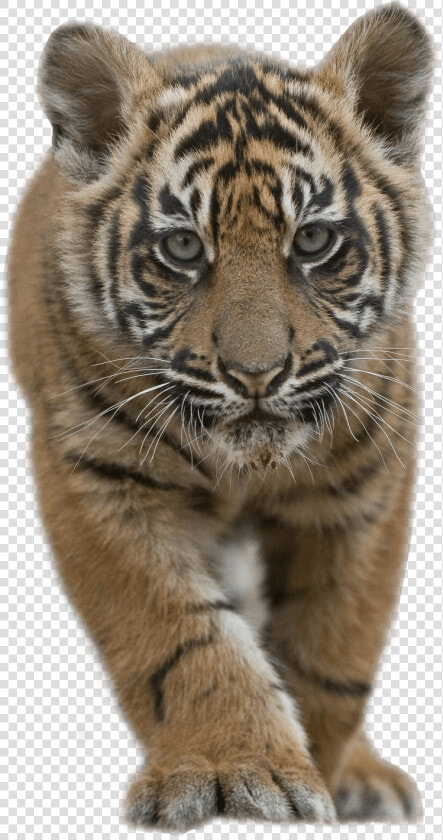 Baby Tiger   Tiger Cub Png  Transparent PngTransparent PNG