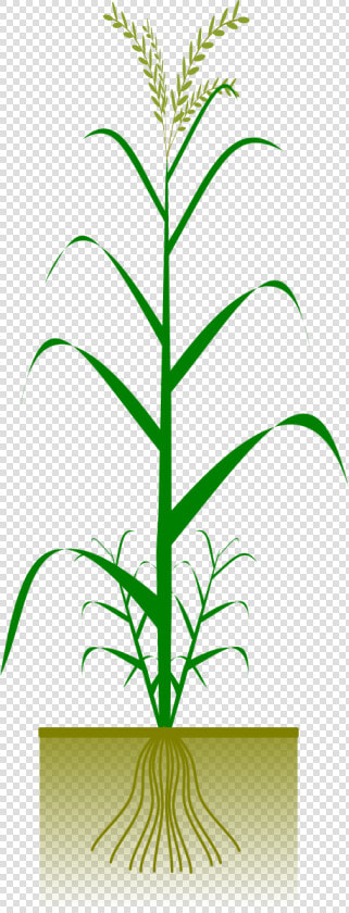 Cereal By Gsagri Science   Png Maize Plant  Transparent PngTransparent PNG