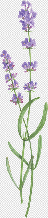 Two Sprigs Of Lavender  HD Png DownloadTransparent PNG