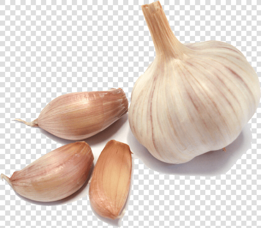 Ajo Grupo   Garlic Png  Transparent PngTransparent PNG