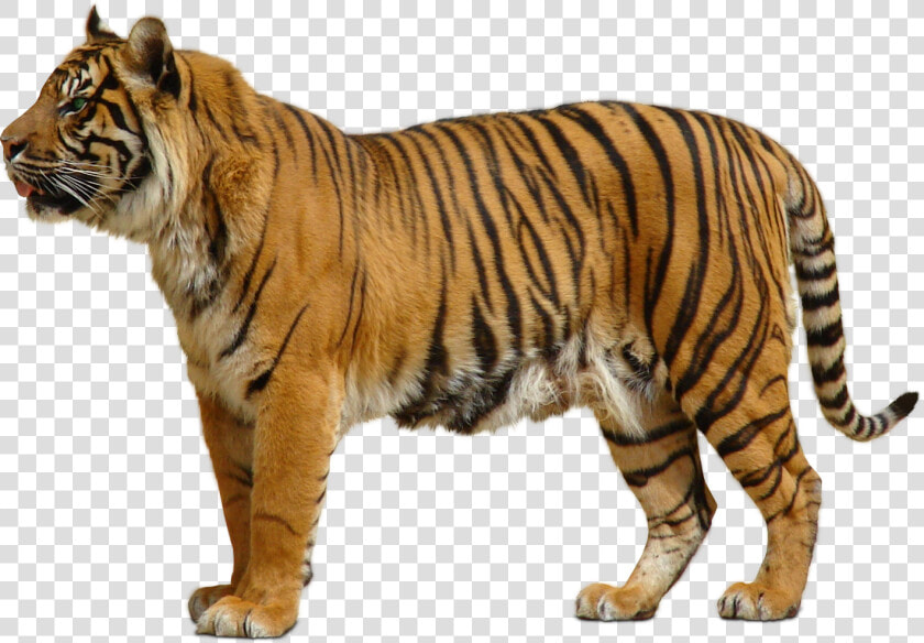 White Tiger Png Transparent Images Png All   Tiger Transparent Background  Png DownloadTransparent PNG