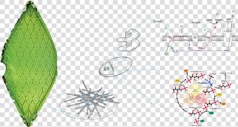 Chloroplast Png  Transparent PngTransparent PNG