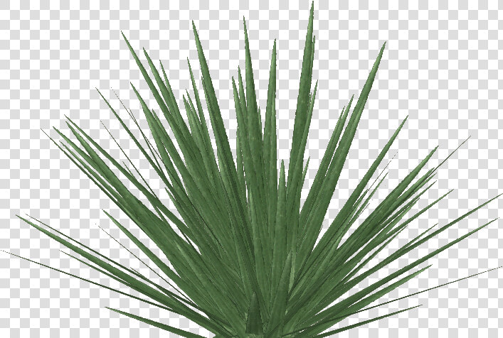 Transparent Yucca Plant Png   Phormium Tenax Png  Png DownloadTransparent PNG