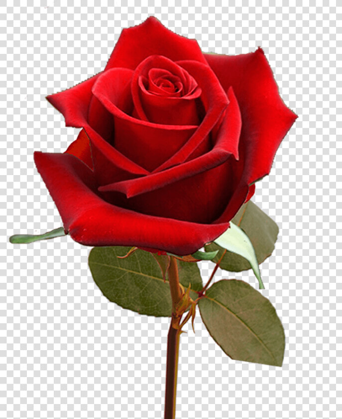 Single Valentine S Day Roses For Flower Sale Fundraiser   Floribunda  HD Png DownloadTransparent PNG