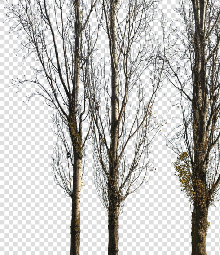 Populus Nigra Trees Png  Transparent PngTransparent PNG