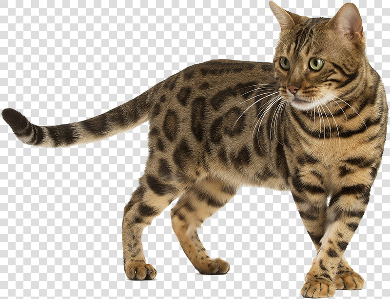 Chat Bengal   Transparent Background Bengal Cat Png  Png DownloadTransparent PNG