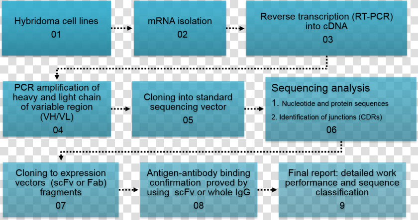 Flow Chart Of Methodology Used For Sequencing Of Hybridoma   Flow Chart Hybridoma Technology  HD Png DownloadTransparent PNG