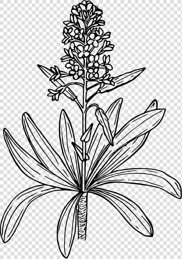 Dagger Pod Mustard Clip Arts   Mustard Plant Drawing Easy  HD Png DownloadTransparent PNG