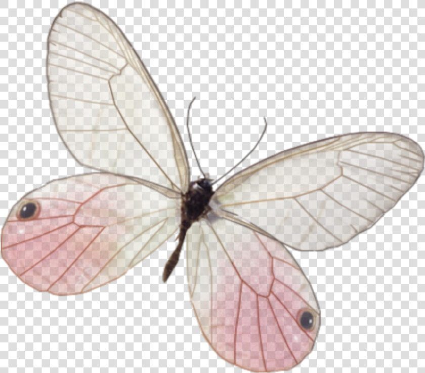 Borboleta Vintage Png  Transparent PngTransparent PNG