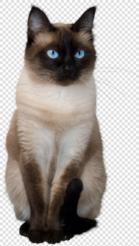 To Medium Sized Azules asian Semi Longhair   Siamese Kittens Transparent Background  HD Png DownloadTransparent PNG