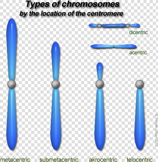 Types Of Chromosomes On The Basis Of Centromere  HD Png DownloadTransparent PNG