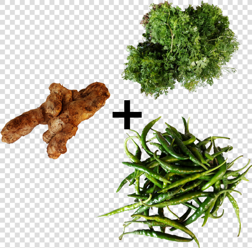 Coriander Leaves Green Chili Ginger Combo Fsale Order   Leaf Vegetable  HD Png DownloadTransparent PNG