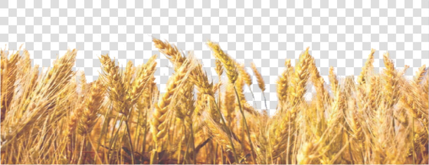 Wheat Field Png available For Anything And Anyone   Transparent Background Wheat Leaves Png  Png DownloadTransparent PNG