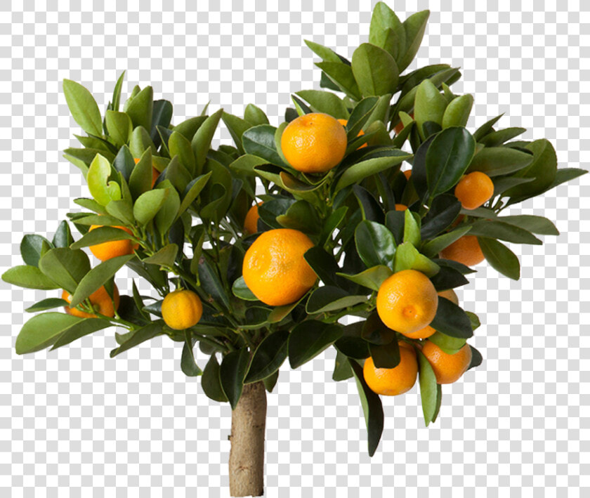 Citrus Ikea  HD Png DownloadTransparent PNG