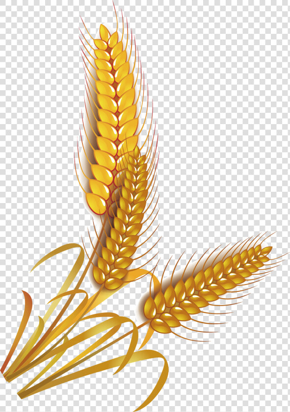 Wheat Rice Cereal Whole Grain Clip Art   Grain Rice Vector Png  Transparent PngTransparent PNG