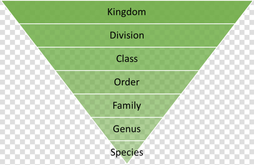 Sports Development Continuum Pyramid  HD Png DownloadTransparent PNG