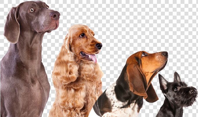 Clip Art Large Dogs List Of   Book Dogs Transparent Background  HD Png DownloadTransparent PNG